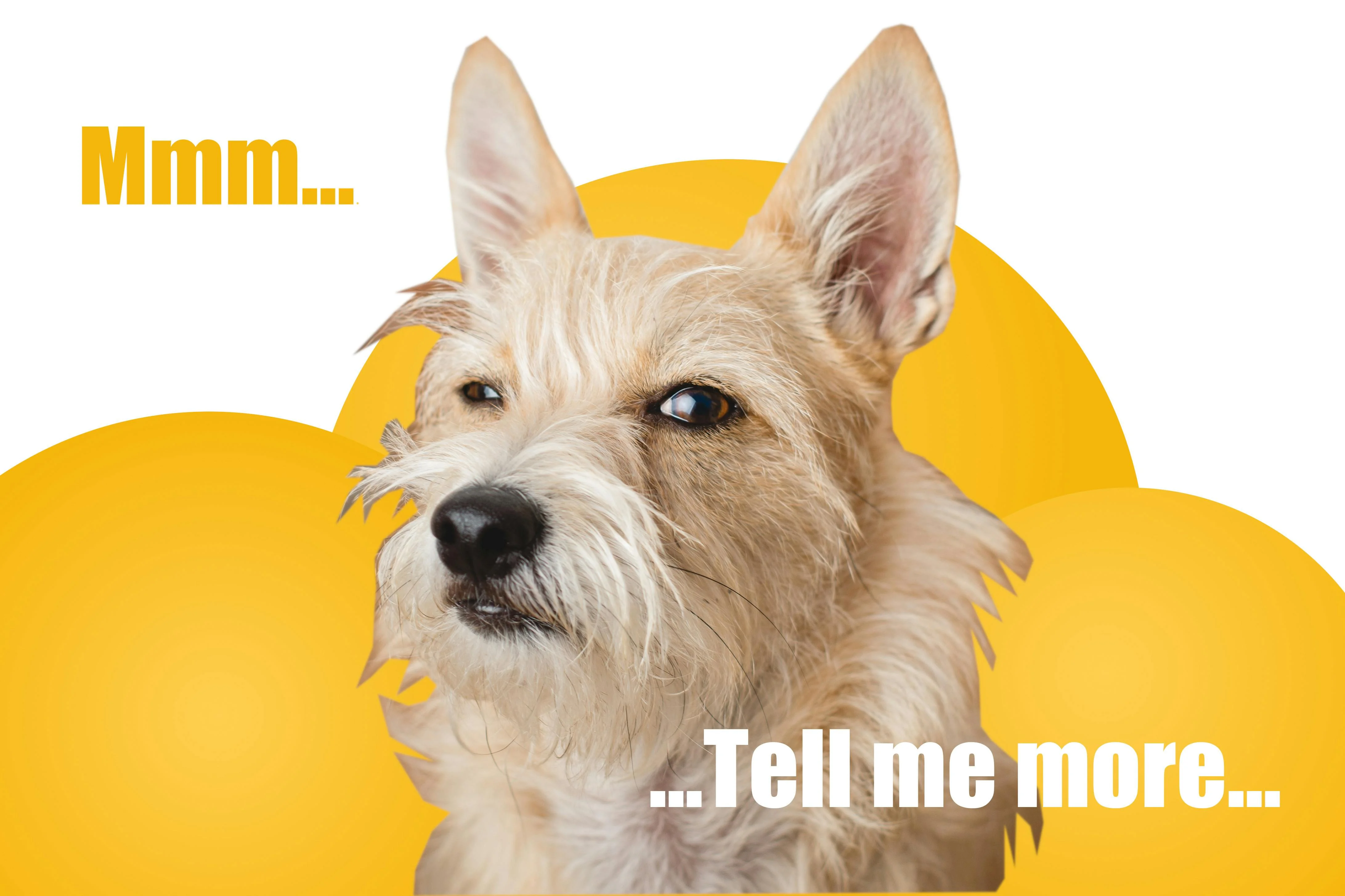 Un cane su fondo giallo con le scritte “Mmm...” e “...Tell me more...”