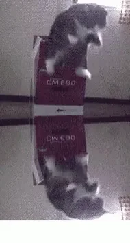 Infinite cat jump